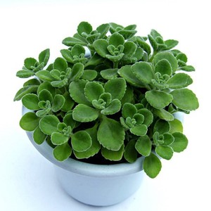 抹香盆栽碰碰香花随手室内驱蚊多肉老桩植物香味净化空气迷迭香