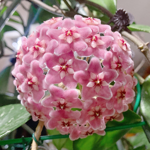 卡诺萨球兰大苗大花吊篮兰花盆栽窗台藤蔓绿植夏季爆花机器送女友