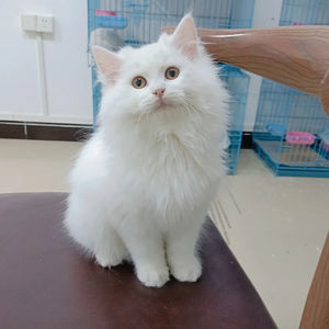 山东临清狮子猫异瞳幼崽三花狮子猫鸳鸯眼幼猫长毛猫幼崽纯白蓝眼