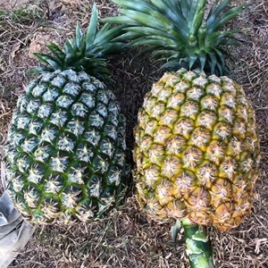 凤梨苗台湾金钻凤梨16号17号23号西瓜凤梨香水菠萝盆栽当年结果