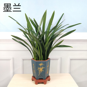 墨兰室内好养盆栽报岁年宵花卉客厅办公桌电视柜桌面兰花绿植深圳