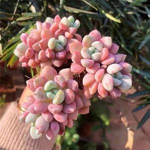 珍贵新品白鹭花斑鹿多肉多头特大颗老桩耐寒耐热高贵怪异新手好养