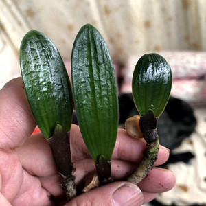 长春精品君子兰高端微短猫耳朵圆头宽叶麻脸短叶粗筋和尚油匠小苗