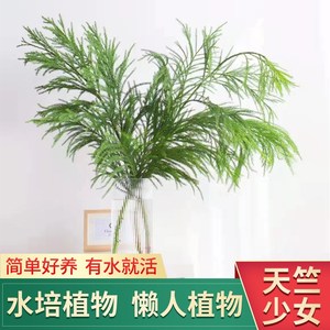 天竺少女盆栽