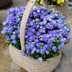 丹麦风铃草花苗