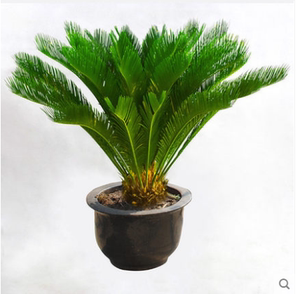 大型室外盆栽大铁树盆栽庭院室内花卉铁树盆景铁树苗四季常青植物