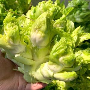 新鲜儿菜四川农家自种娃娃菜抱子芥菜疙瘩抱儿棒菜多心菜现摘蔬菜