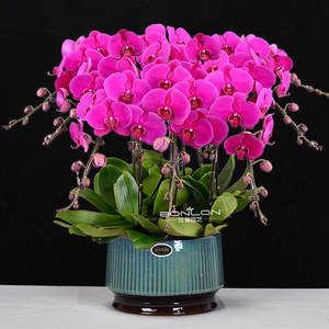 赠送3株蝴蝶兰北京同城大辣椒紫色满天红室内带花