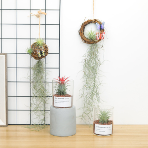 空气凤梨植物组合盆栽玻璃瓶办公桌懒人无土植物室内多肉套餐绿植