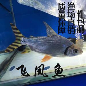 飞凤鱼观赏鱼直纹飞凤清洁高档龙鱼虎鱼配鱼吃垃圾鱼