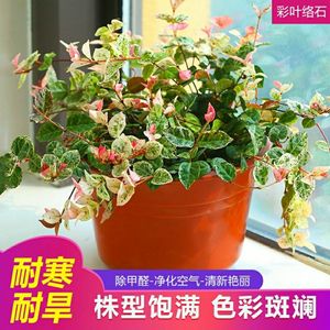 彩叶络石花苗盆栽花叶络石吊兰四季垂吊藤植物花庭院绿植花园花卉