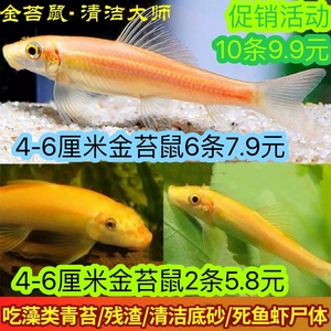 清道夫金苔鼠热带鱼观赏工具鱼清洁鼠鱼鱼缸活体除藻吃垃圾粪便鱼