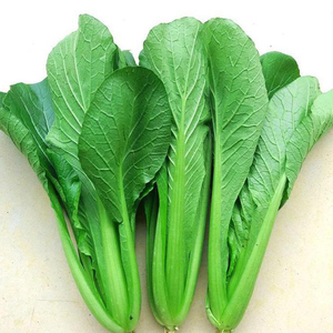 小白菜种子青梗小白菜种籽小青菜阳台盆栽春季夏季四季蔬菜种孑