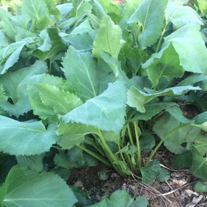 东北野菜大耳毛