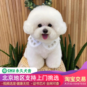 北京纯种比熊幼犬宠物狗活体公母幼崽双血统赛级法国韩系小体爆毛