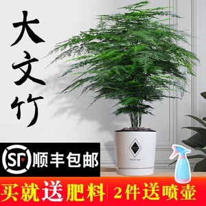 大文竹盆栽植物室内大型盆景吸除甲醛四季常青绿植花卉好养种易活