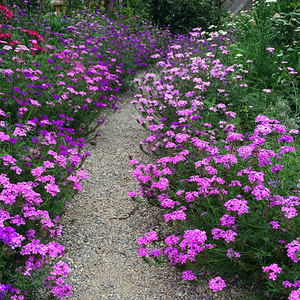 【带花】细叶美女樱混色耐热耐寒草花多季开花易爆盆盆栽花苗四季