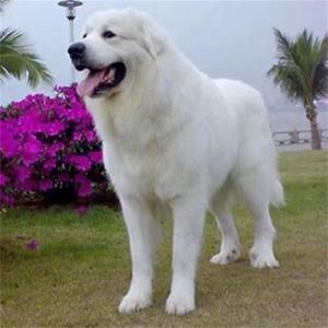 犬巨型大白熊幼犬超大型家养白色狗狗活物大白熊超大型不掉毛活体