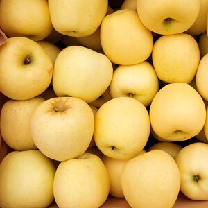 黄金帅苹果现摘-淘宝拼多多热销黄金帅苹果现摘货源拿