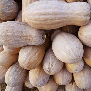 【东北窝瓜】东北窝瓜品牌,价格 - 阿里巴巴