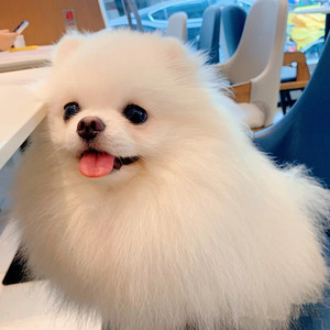 博美幼犬纯种白色博美犬活体俊介犬茶杯犬幼崽小型犬比熊犬宠物狗