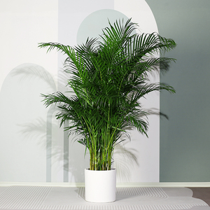 玫稻网红散尾葵客厅大型绿植散尾葵室内盆栽植物袖珍椰子植物