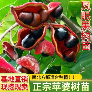 凤眼果树苗 苹婆树苗 果树苗当年结果盆栽果树苗