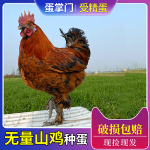 云南普洱无量山乌骨鸡种蛋受精蛋可孵化大长腿毛脚土鸡种蛋保纯种