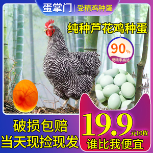 纯种汶上芦花鸡种蛋受精蛋可孵化小鸡金芦花绿壳芦花鸡白芦花土鸡