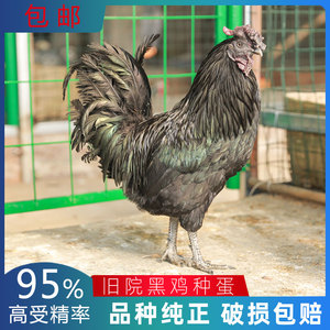 万源旧院黑鸡种蛋受精蛋可孵化鸡苗种蛋五黑鸡蛋受精种蛋20枚包邮