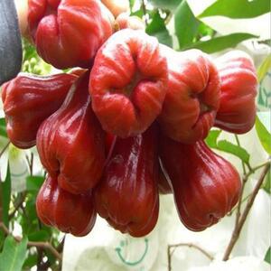 巨红钻嘉宝果苗