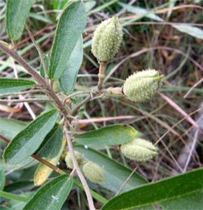 野生新鲜山芝麻 全草一斤 大山麻,石秤砣,山油麻,坡油麻