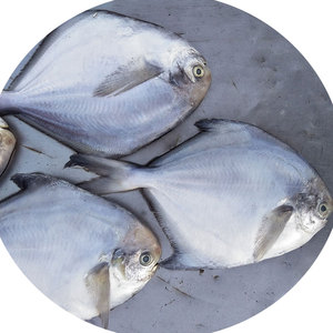 3斤98元野生银鲳鱼1斤4-6条新鲜海鲜水产白昌鱼镜鱼平鱼扁鱼_阿里巴巴