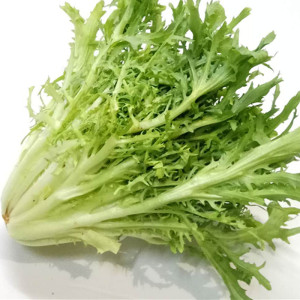 5斤新鲜苦菊生菜苦苣狗芽生菜 蔬菜西餐食材苦菊即食沙拉菜