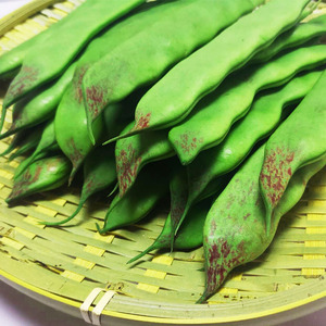 正宗东北油豆角一点红豆角新鲜蔬菜九月青现摘现卖多省包邮5斤