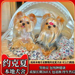 杭州约克夏犬舍繁殖纯种约克夏梗犬幼犬金头银背约克夏茶杯犬活体