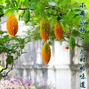 小癞瓜种植技术图片