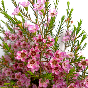 荷兰进口澳梅花鲜花花期长时令家用店铺用推荐花材云南昆明直发