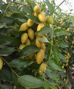 【沙漠树苗】沙漠树苗品牌,价格 - 阿里巴巴