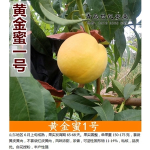 黄肉桃树新品种 黄金脆蜜桃树苗 黄金蜜1号早熟黄桃苗南北方种植