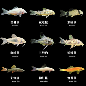 清道夫工具鱼金苔鼠胡子鱼琵琶大帆白老鼠清洁鱼底栖鱼观赏鱼活体