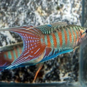 中国斗鱼大巨普野生