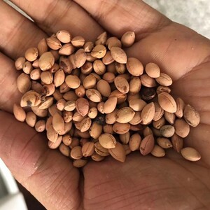 山樱种子 新采收山种子山樱子种子嫁接樱桃树林木 芽率高