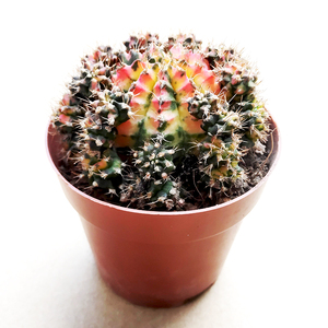 五彩牡丹 光辉紫牡丹锦 仙人球多肉防辐射耐旱型好养的植物小盆栽