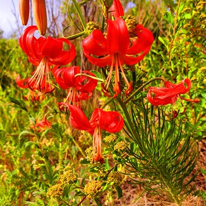 山丹丹花种球山丹卷丹百合苗细叶百合种根耐寒稀有山野百合萨日朗