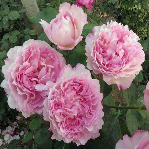 伊芙芳香催眠月季