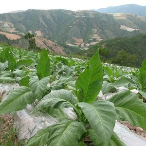 kk19烟种籽kk19烤烟种烟叶97烤烟种子干八两烟斗丝亚布力手卷烟黄