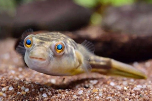 非洲斑马狗头鱼淡水河豚大型鱼河鲀热带鱼观赏鱼猛鱼巧克力娃娃