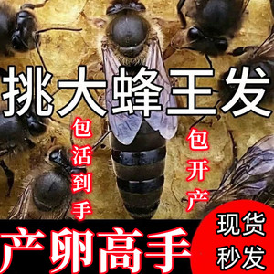 【现货秒发】中蜂蜂王活体优质阿坝黑美人红背广东本地产卵王包活