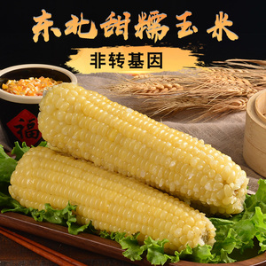 松新东北甜糯玉米10穗新鲜现摘真空有机黄粘玉米棒黏苞米非转基因